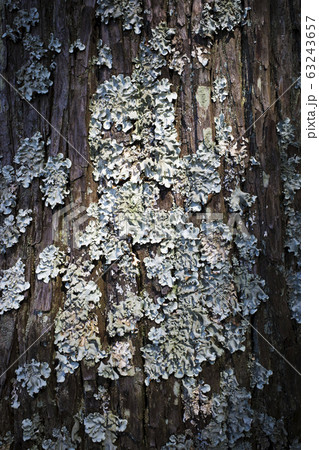 樹皮 / ウメノキゴケ　 63243657