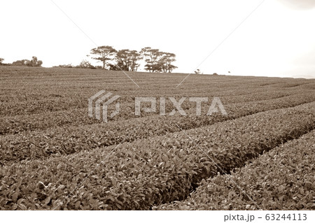 農場 農業 ら 63244113