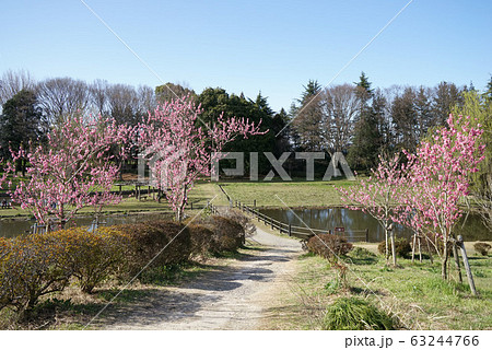 古河総合公園　桃祭り 63244766