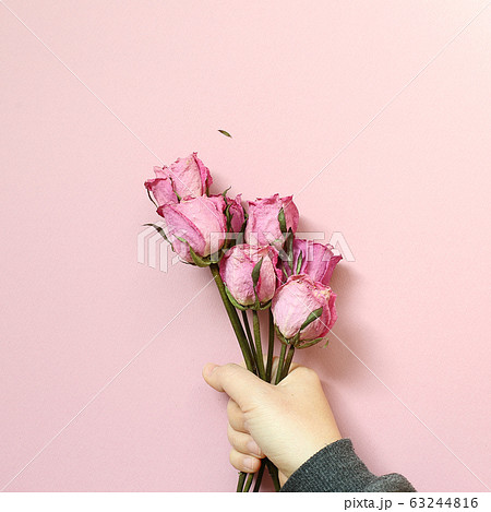 Hand of holding dry pink rose flowers on pink background. Floral composition, flat lay, top view, copy space 63244816