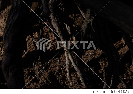 木の根 63244827
