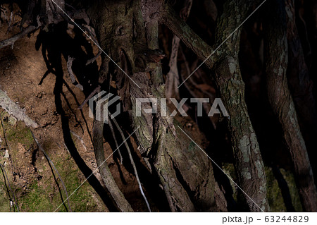 木の根 63244829