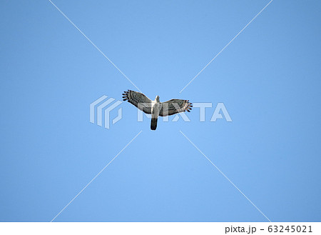 ハチクマ成鳥オスの飛翔 63245021