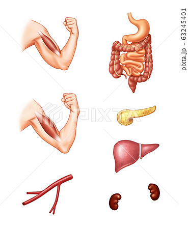 解剖図 人体 解剖学のイラスト素材