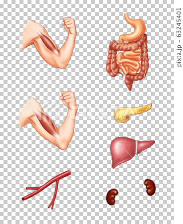 解剖図 人体 解剖学のイラスト素材