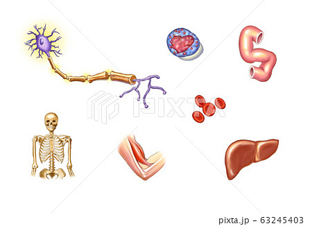 医療 解剖図 人体のイラスト素材