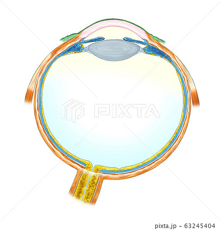 目 眼球 構造のイラスト素材