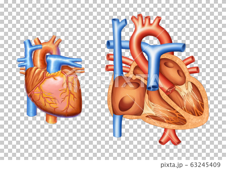 心臓 構造 静脈のイラスト素材