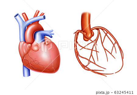 心臓 血管 静脈のイラスト素材