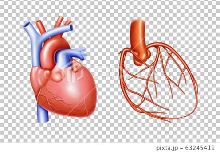 心臓 血管 静脈のイラスト素材