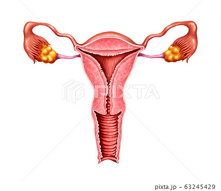子宮 卵管 卵巣のイラスト素材