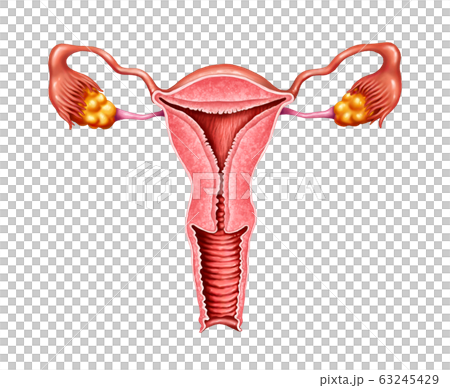 子宮 卵管 卵巣 63245429