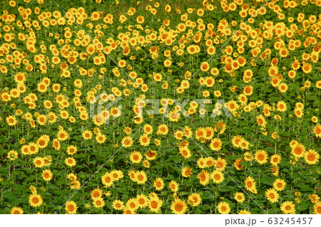 ヒマワリ・三ノ倉高原（福島県・喜多方市） 63245457