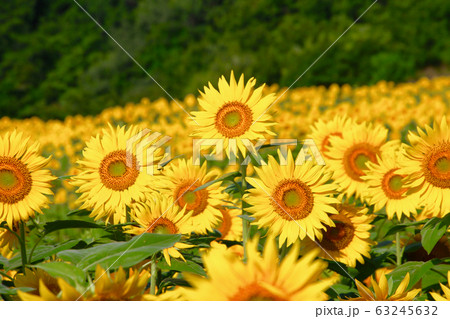 ヒマワリ・三ノ倉高原（福島県・喜多方市） 63245632