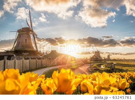 Traditional Dutch windmills with tulips against sunset in Zaanse Schans, Amsterdam area, Holland Traditional Dutch windmills with tulips against sunset in Zaanse Schans, Amsterdam area, Holland 63245761