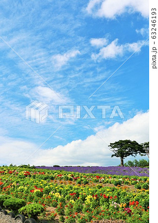 北海道 夏の青空と彩り豊かな花畑 北海道 夏の青空と彩り豊かな花畑 63246193