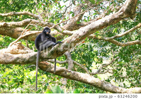 Leaf monkey or Dusky Spectacled langur sitting on Leaf monkey or Dusky Spectacled langur sitting on 63246200