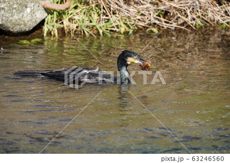ザリガニを捕食する川鵜 ザリガニを捕食する川鵜 63246560