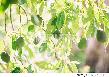 アボカドの木 アボカドの木 63246747