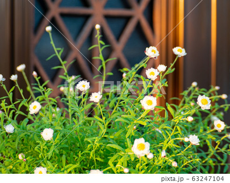 花かんざし 花かんざし 63247104