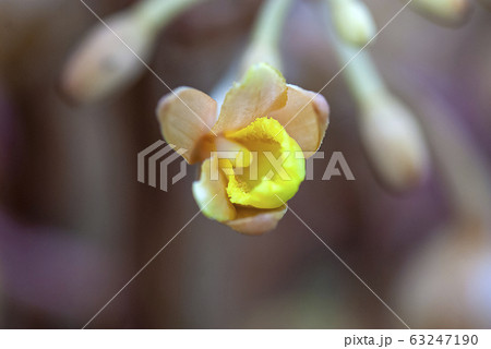 ツチアケビ ツチアケビ 63247190