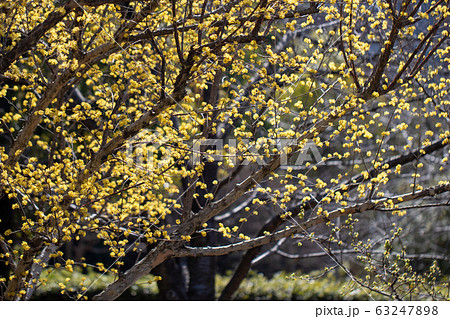 満開のサンシュユ 満開のサンシュユ 63247898