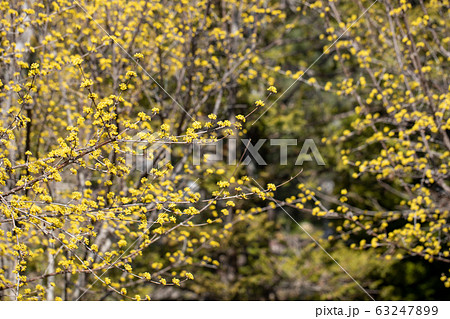 満開のサンシュユ 63247899