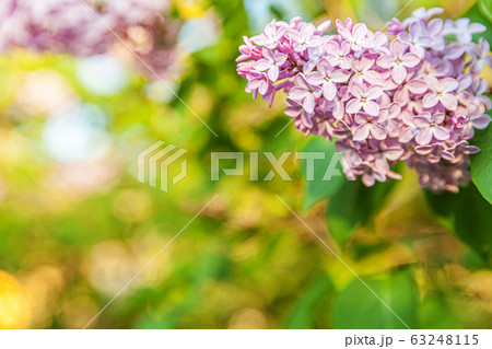 Beautiful smell violet purple lilac blossom Beautiful smell violet purple lilac blossom 63248115