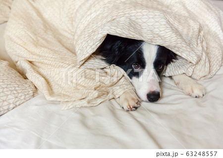 Portrait of cute smilling puppy dog border collie 63248557