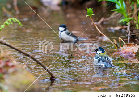 シジュウカラ シジュウカラ 63249855