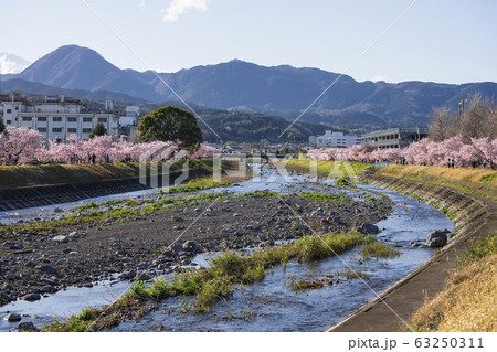 春めき桜　春木径　幸せ道桜まつり 63250311