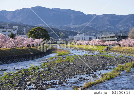 春めき桜 春木径 幸せ道桜まつり 春めき桜 春木径 幸せ道桜まつり 63250312