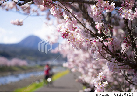 春めき桜 春木径 幸せ道桜まつり 春めき桜 春木径 幸せ道桜まつり 63250314