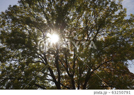 autumn nature 63250791