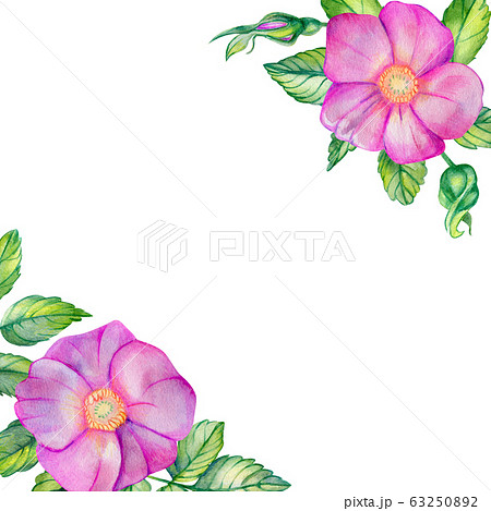 Watercolor square frame with rose hips. Watercolor square frame with rose hips. 63250892