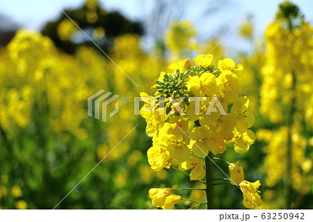 菜の花畑　長崎鼻 63250942