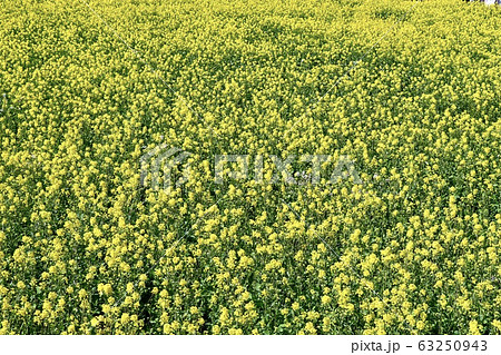 菜の花畑 長崎鼻 菜の花畑 長崎鼻 63250943
