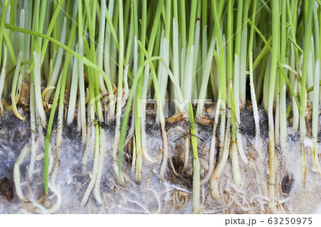 wheat or rye wheat or rye 63250975