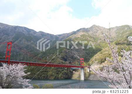大渡ダム公園の満開の桜 63251225