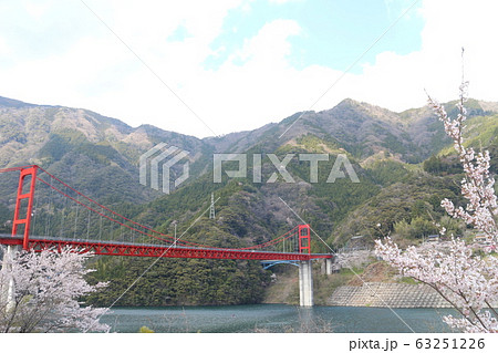 大渡ダム公園の満開の桜 63251226