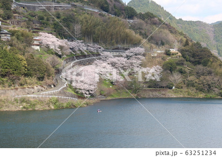 大渡ダム公園の満開の桜 63251234