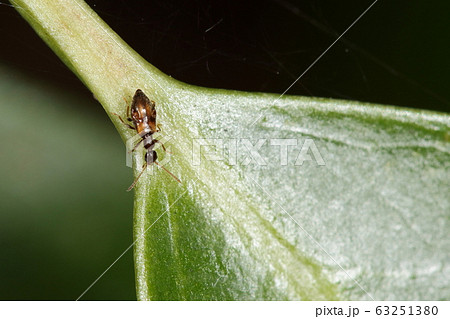 生き物 昆虫 アカホソアリモドキ、三ミリほどの小さな甲虫。べっ甲の様な美しい色つや 生き物 昆虫 アカホソアリモドキ、三ミリほどの小さな甲虫。べっ甲の様な美しい色つや 63251380