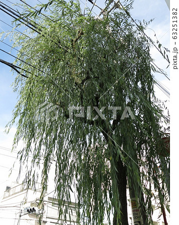 吉原遊郭の名残である見返り柳 63251382