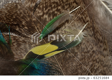 Colorful feathers, Harlequin Macaw feathers 63251684