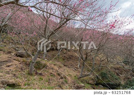 湯河原梅林（幕山公園） 63251768