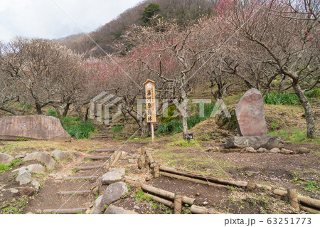湯河原梅林（幕山公園） 63251773