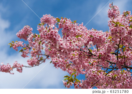 桜（幕山公園） 63251780