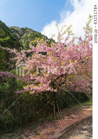 桜（幕山公園） 63251784