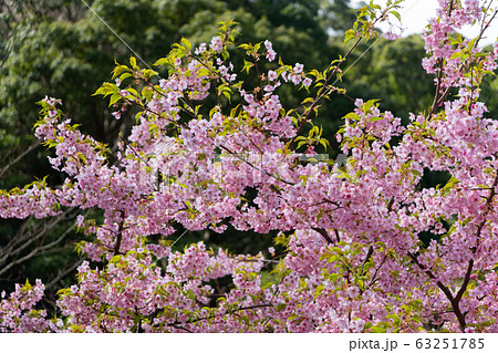 桜（幕山公園） 63251785