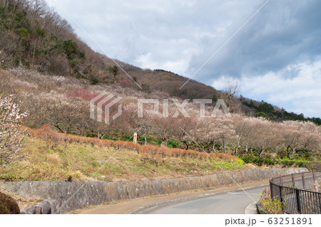 湯河原梅林（幕山公園） 63251891
